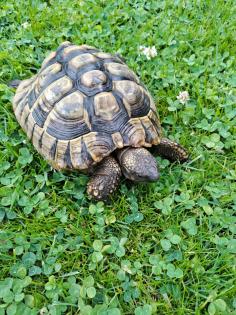 2 Griechische Landschildkröten