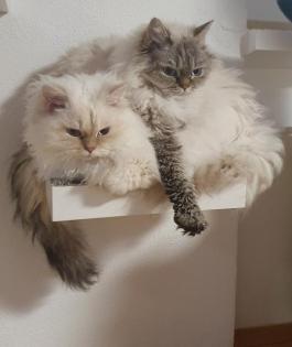 Selkirk Rex Dreamteam