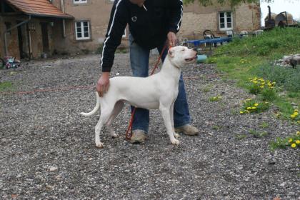 Kupierte Dogo Argentino Hündin 7 Mon.