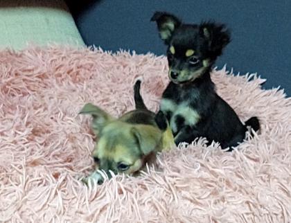 2 reinrassige Chihuahua Welpen