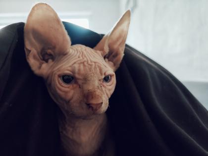 Sphynx Katzenbaby suchen neue Wohnung