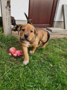 American Bulldog Mix Welpen 