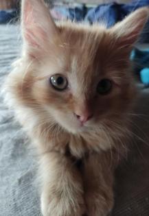 Selten weiblicher Garfield Kitten Katzenbaby 