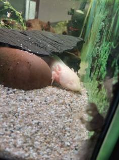 2 Männliche Axolotl!!!Dringend!!!