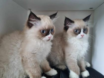 Ragdoll Kitten aufgabebereit