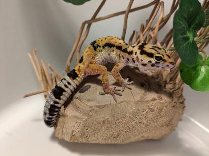 Leopardgecko aus Rostock 24.11.2024
