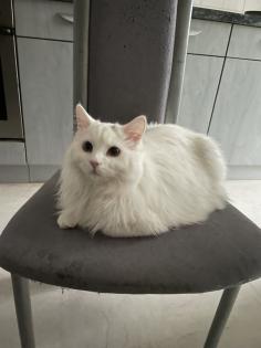 Deckkater TK Angora