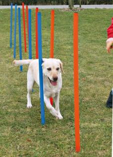 Agility Slalom Stangen Neuware bei Ihrem günstiger Online Tiershop