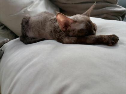 Devon Rex zum verkaufen