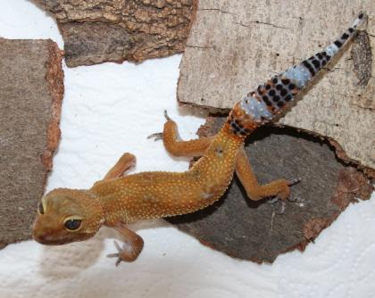 2 Leopardgeckos Nzen 2024