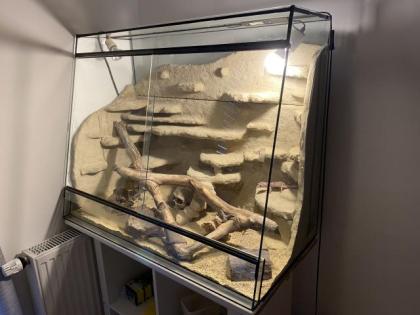 Terrarium mit Leopardgeckos