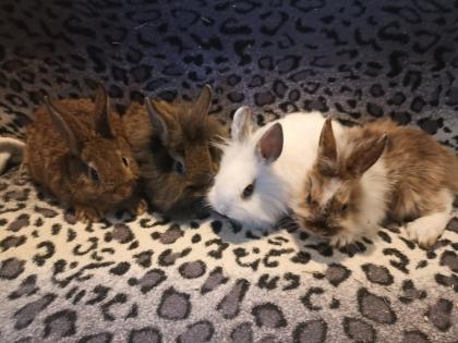 Zwergkaninchen und Meerschweinchen aus langjähriger Hobbyzucht!