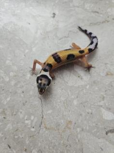 Tolle Leopardgecko Jungtiere aus 2024