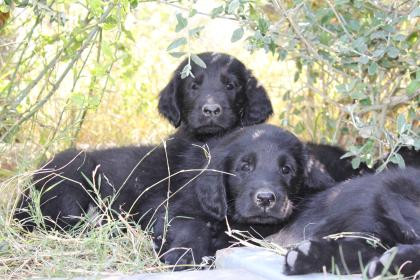 Flatcoated Retriever Welpen für Familie, Show und Hundesport