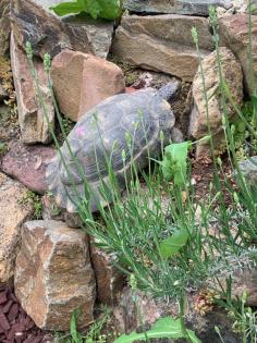 2- und 3-jährige Landschildkrötenbabies Testudo Marginata, Breitrandschildkröten