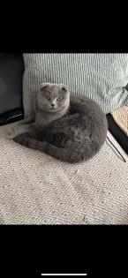 Junge Scottish Fold Katzen (mit Stammbaum)  suchen neues Zuhause