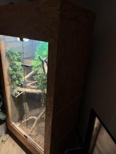 Verkaufe Kornnatter + Terrarium falls benötigt