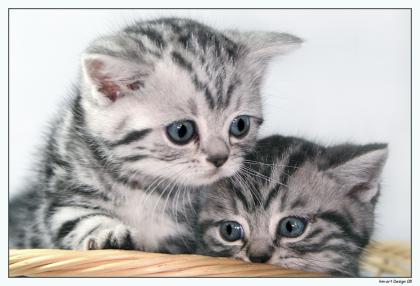 Träume in Marmor! Britisch Kurzhaar Babys silver-tabby