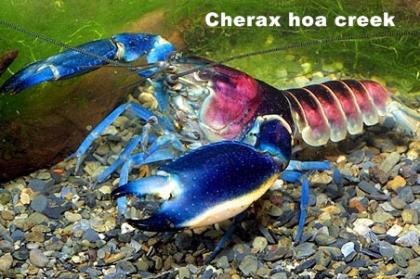 Sehr schöne Cherax Hoa Creek ( blau-rosa Krebse ) abzugeben