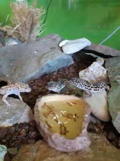 Terrarium mit 4 Leopardgeckos