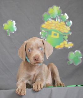 Weimaraner Welpen silbergrau mit RFD- Papieren