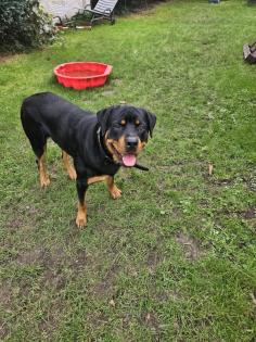 Hübscher Rottweiler sucht 2te Chance