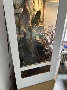 Terrarium mit einem Jemenchameleon