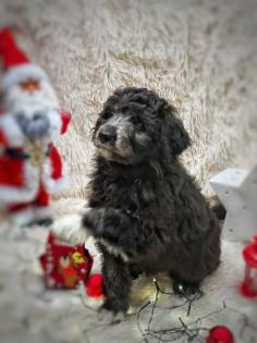 EDEL-AUSSIEDOODLE