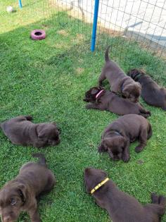 Labrador Welpen reinrassig braun