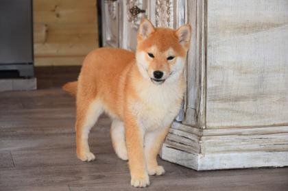 Shiba-Inu  Welpen/Rüden