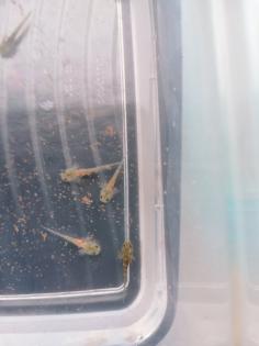 Axolotl babys (zum reservieren)