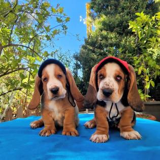 Entzückende Basset Hound Welpen