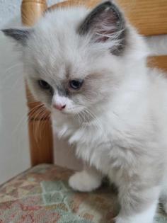 Ragdoll Kitten aufgabebereit