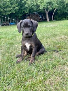 Louisiana Catahoula Leoparden Dog 