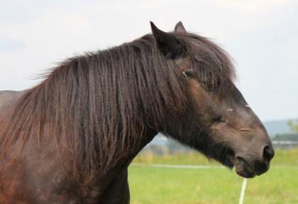 Pony und Pferd suchen Reit und Pfelge Mädchen