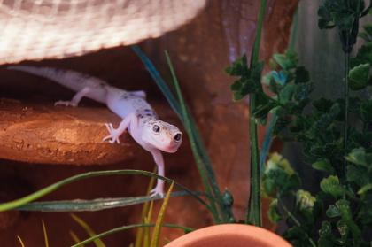Terrarium mit 3 Leopardgeckos (weibl. 0.1)