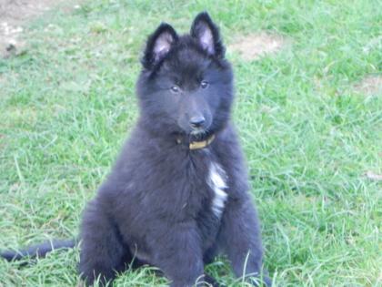 Belgischer Schäferhund Groenendaelwelpen