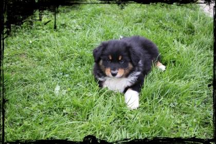 Bildhübscher Australian Shepherd Welpe mit ASCA-Papiere suchen liebevolles Zuhau