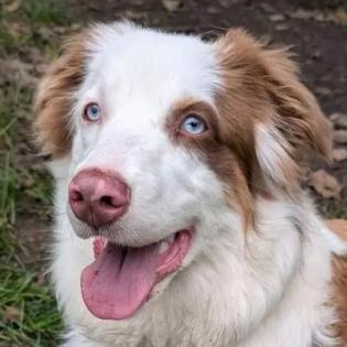 VAIANA -  weiblich  11 Monate  50 cm  24 kg  Australian Shepherd