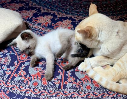 Zauberhafte Bengal Devon Rex Kitten aus Traumverpaarung