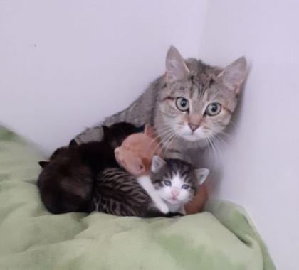 Kitten suchen liebevolles Zuhause! ( aus dem Tierschutz)