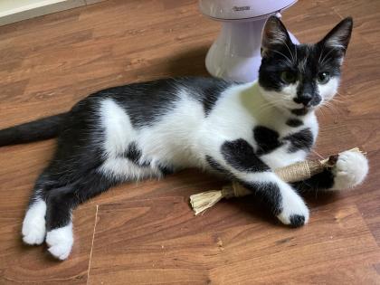 Katze, Siam/EK- Mix,6 Monate alt, kastriert, abzugeben