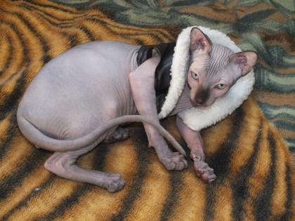 Canadian Sphynx Deckkater