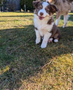 Mini Australian Shepherd