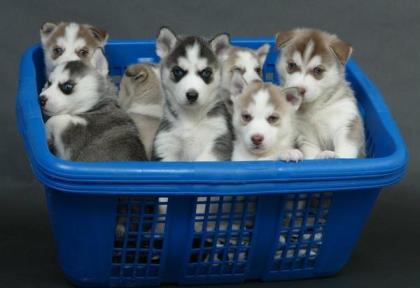 100% Siberian Husky Welpen