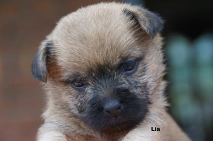 Cairn Terrier Welpen