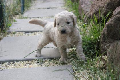 Goldendoodle MINI F1