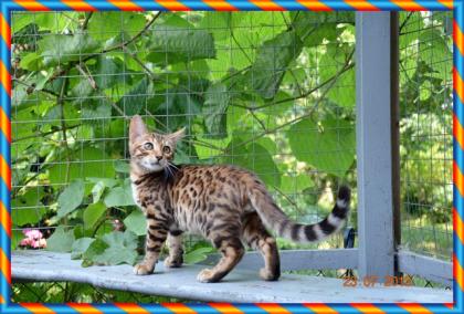 Bengal Kitten 