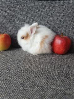 Zwergkaninchen, Löwenköpfchen Babys bald zur Abgabe 