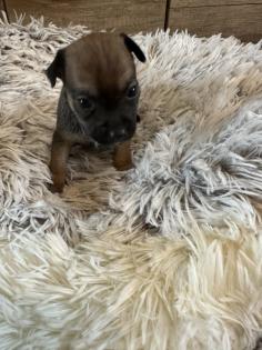 Chihuahua-Zwergpinscher Mischlings Welpen